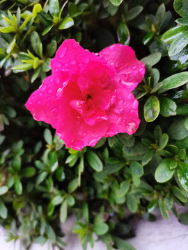 红色杜鹃花