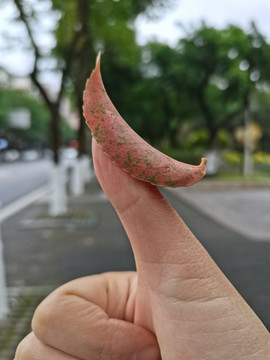叶子