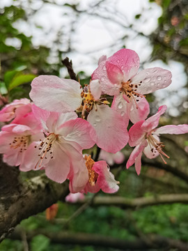 垂丝海棠花