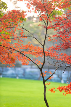 太子湾红枫