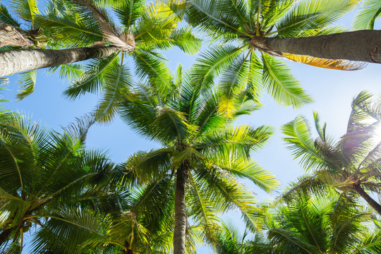 椰子树林仰视