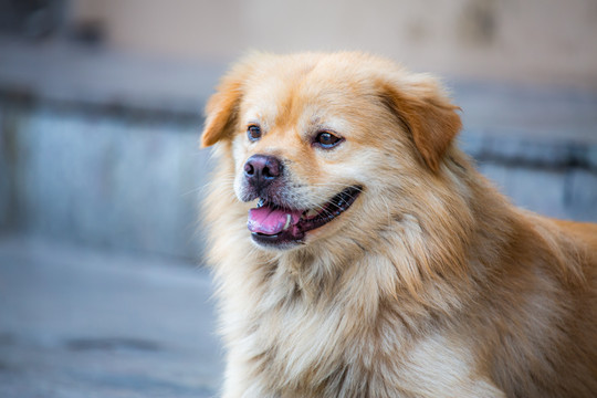 西藏猎犬