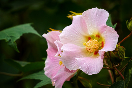 木芙蓉