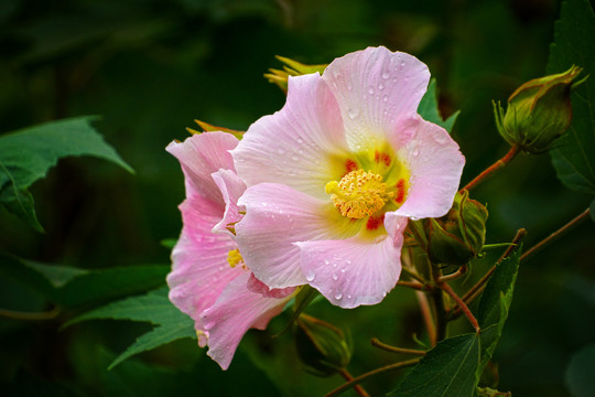 木芙蓉