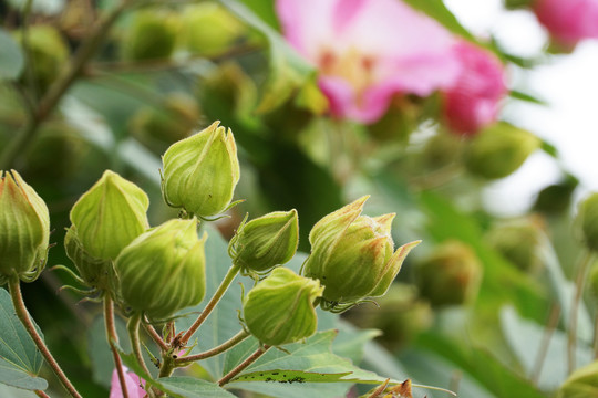 木芙蓉花苞