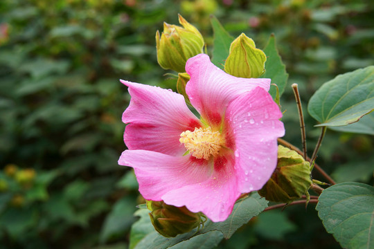 木芙蓉