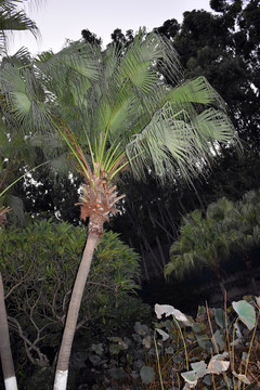 绿色小植被