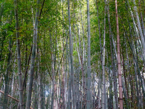竹子林背景