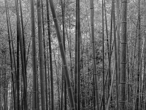 黑白竹子林背景