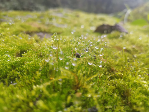 苔藓