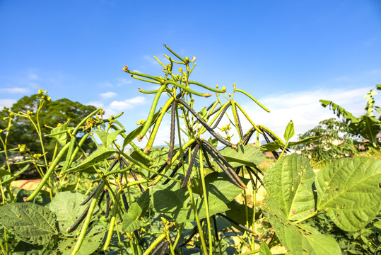 绿豆植物