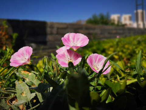 打碗花
