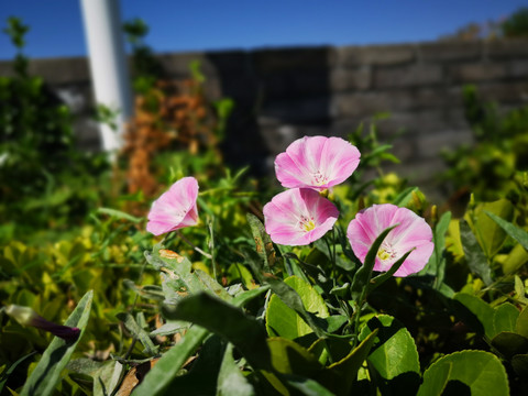 打碗花
