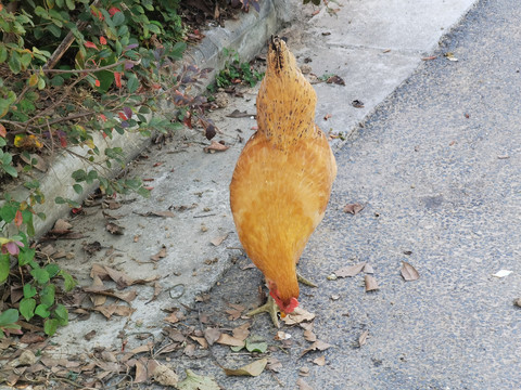 母鸡