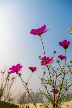 格桑花