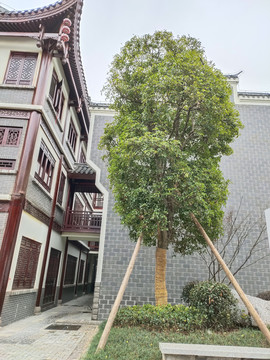 古城建筑与绿植