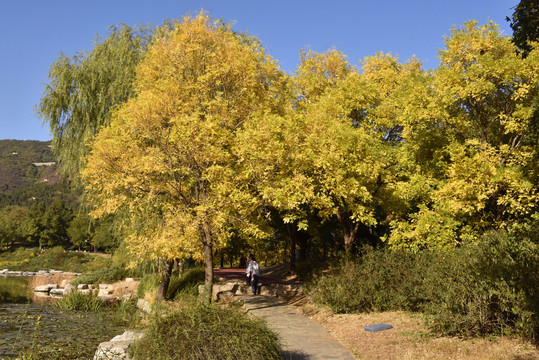 北京植物园秋意渐浓美景如画