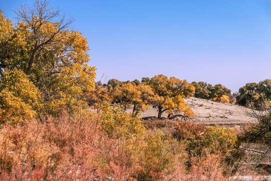 大漠胡杨林的秋天
