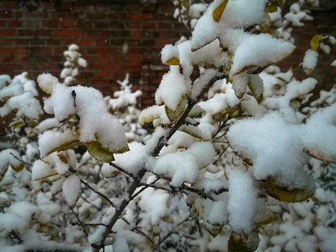 树枝厚厚的积雪