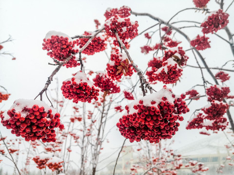 雪中花楸果实