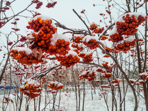 积雪的花楸果实