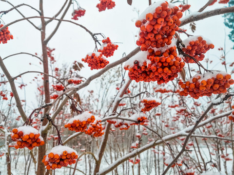 落雪的花楸果实