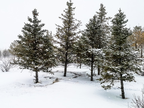 下雪中的松树