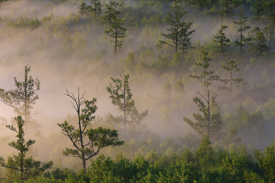 山林中的晨雾