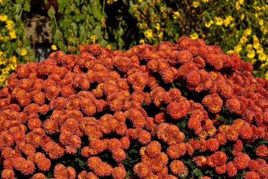 菊花背景