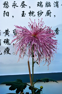 菊花