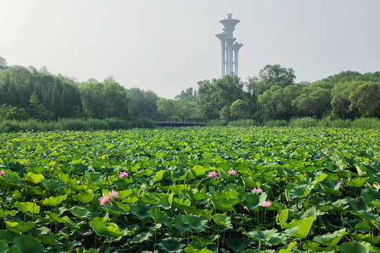 北京奥森公园湿地风光