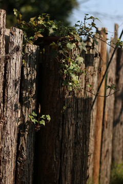 木篱笆上的常春藤盆栽