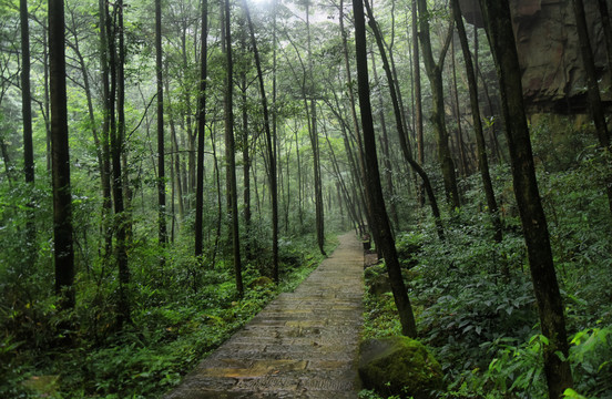 林间小路