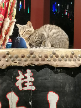 龙舟鼓上眼睛半开合的猫