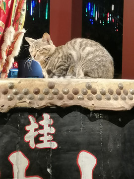 咪着眼睛的猫