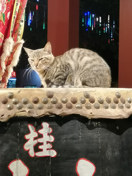 猫的眼神