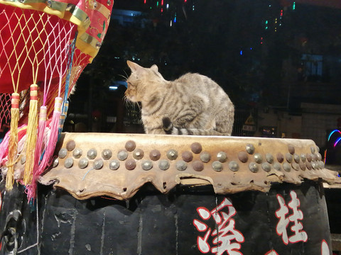 毫不客气的坐在龙舟鼓上的猫