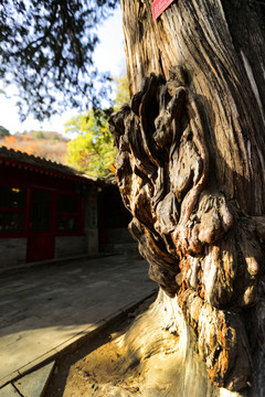 北京八大处