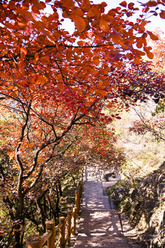 山间红叶