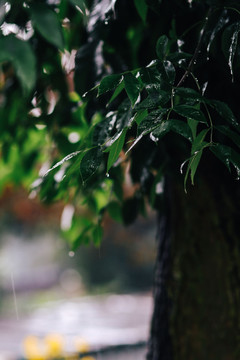 雨后的树叶