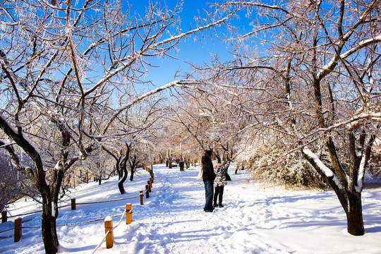 雪后林间小路