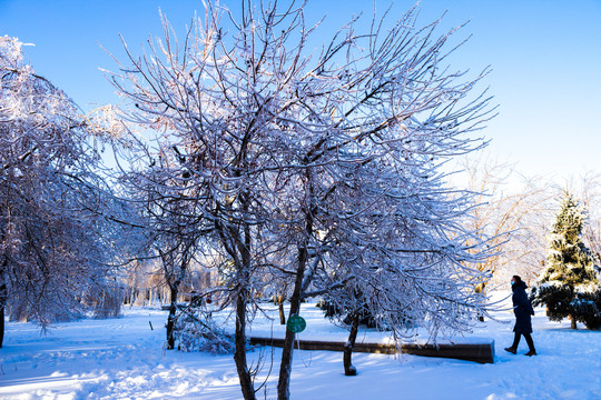 雪地山荆子树