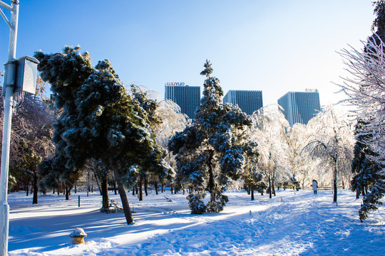 雪地树林