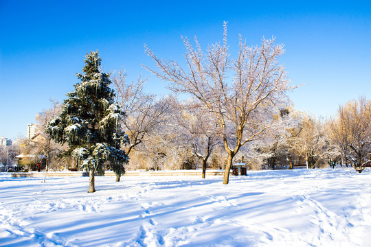 雪地树林