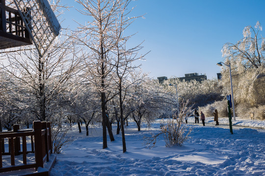 雪地树林