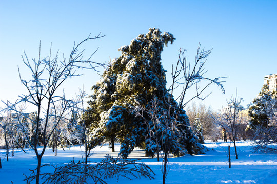 雪松