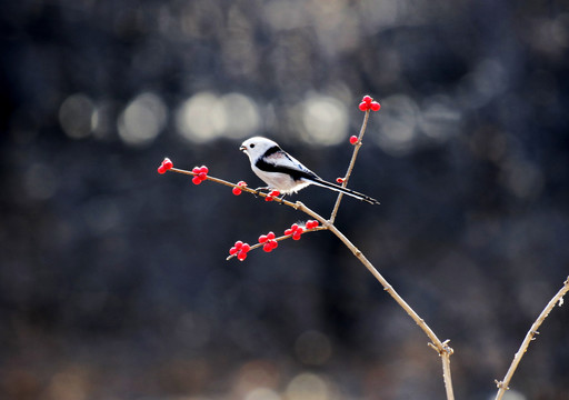 一只银喉山雀落在树枝上觅食