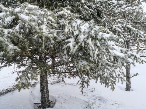 雪地树木