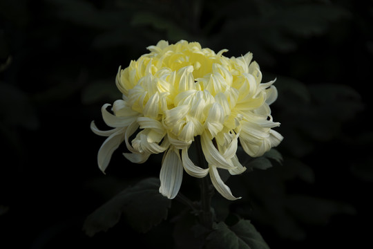 淡黄色菊花