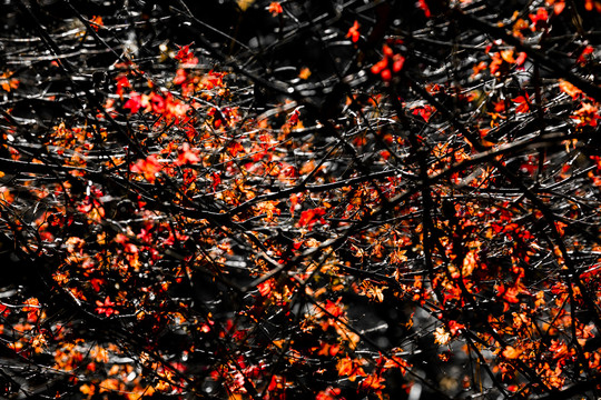 秋天红叶景色素材